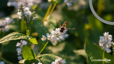 Discover 4 frontrunning food concepts that use regenerative farming